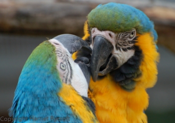 Macaws, noisy and hilarious, but maybe not ideal house pets