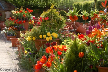 Spring plantings at Whichford Pottery
