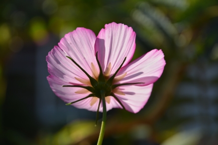 Cosmos 'Sweet Sixteen' Sow Cosmos and you'll hardly have time to make a cup of tea before they germinate.