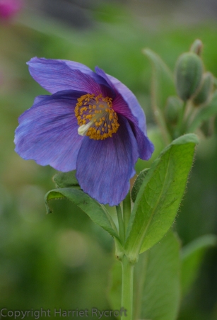 Meconopsis 'Barney's Blue' on the Harperley Hall stand