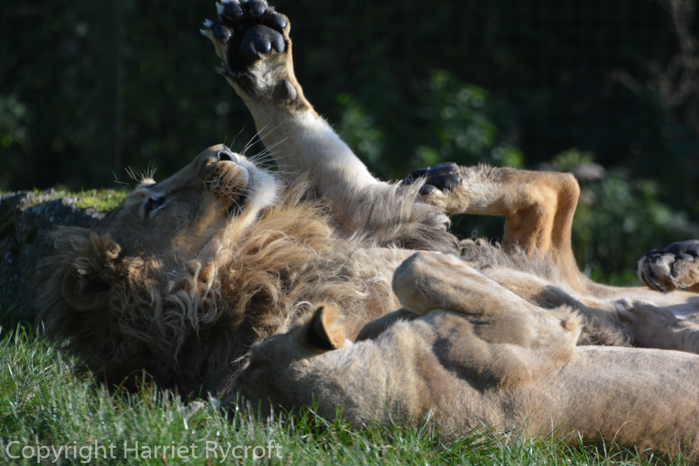 The Asiatic lions relaxing together in the sun