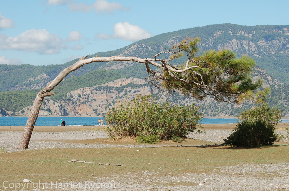 Wind-bent pine at Iztuzu beach, Turkey