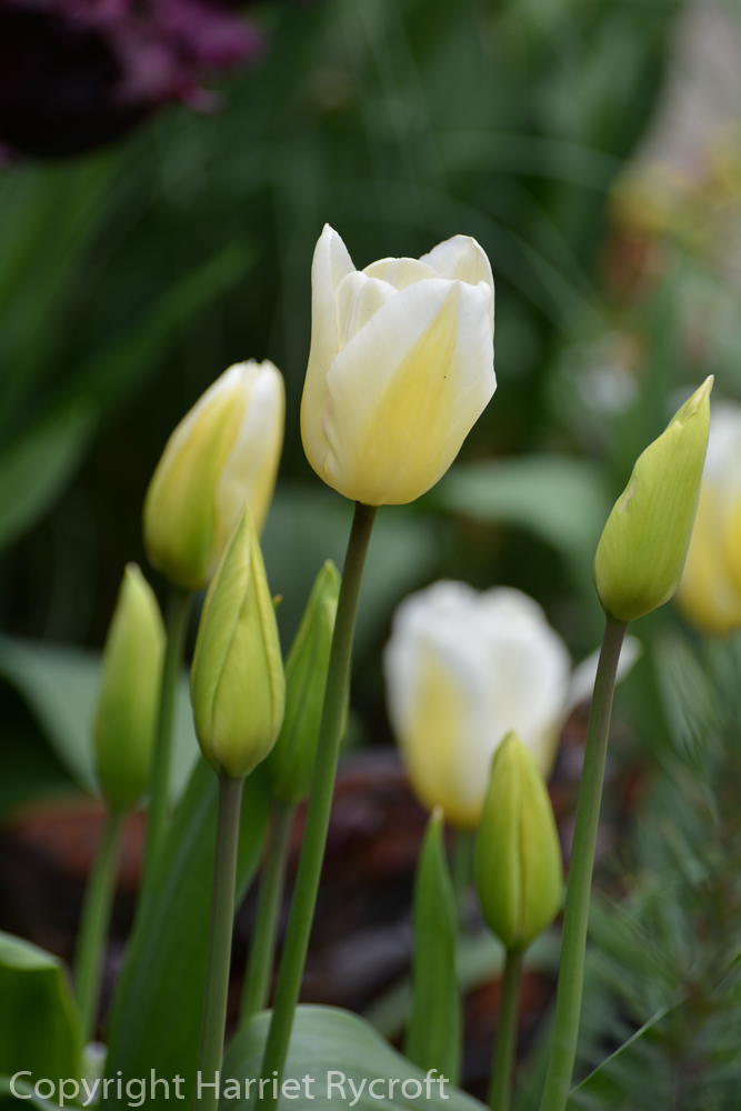 Tulipa 'Blushing Girl'