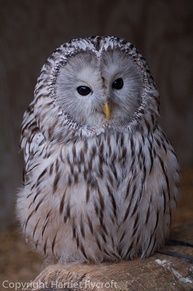 Archie the Ural owl at Batsford Falconry, Glos. A Protea laurifolia which eats rodents.