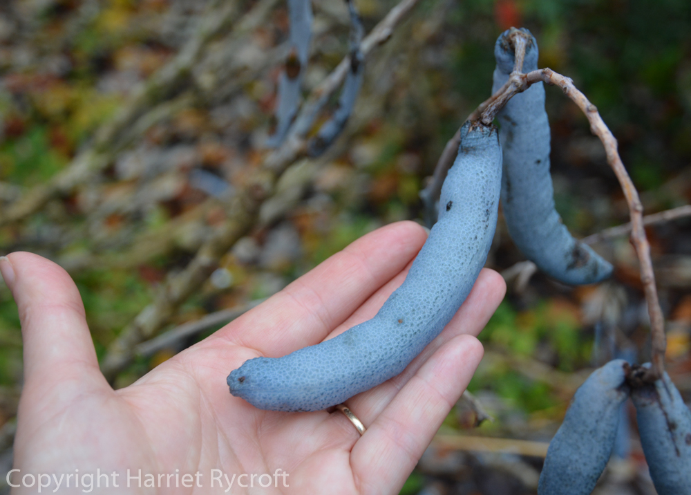 Dead man's fingers (Decaisnea fargesii). Tom Lehrer would have approved.